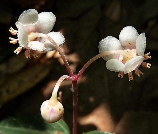 {Chimaphila maculata}